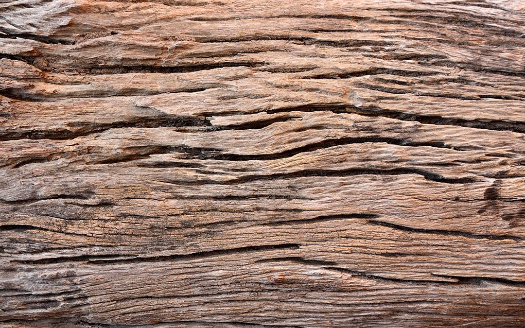 The Biodeterioration of Wood